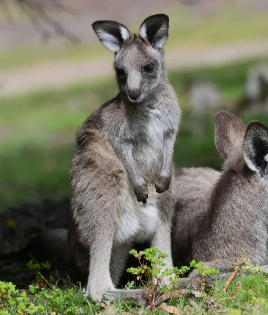 Can You See Kangaroos at Night on the Great Ocean Road