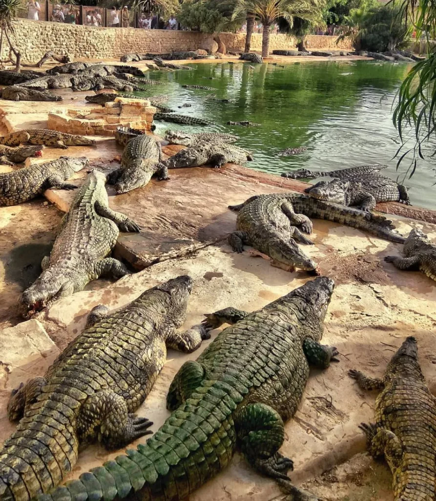 Sand City Egypt | Meet the Giants: The Largest Crocodiles Ever Spotted in Darwin Crocodile Farms