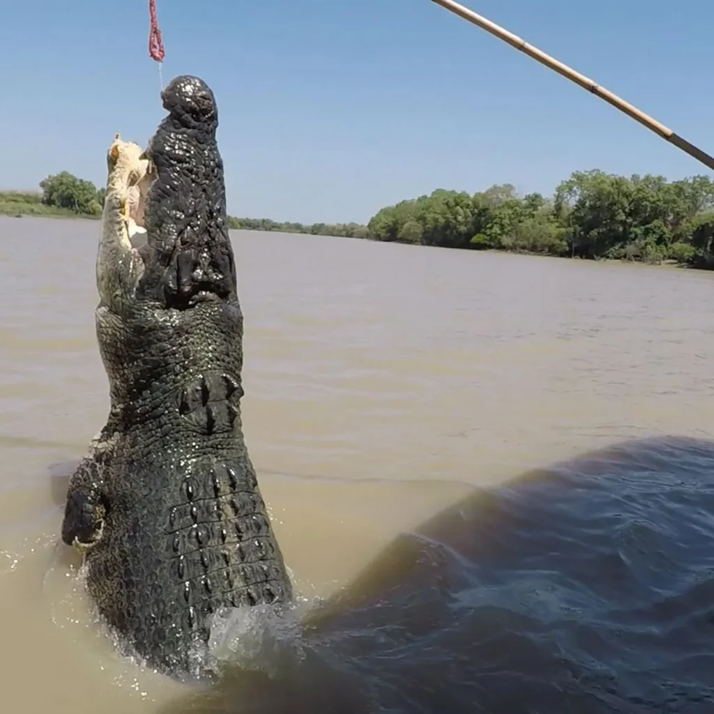 Sand City Egypt | Meet the Giants: The Largest Crocodiles Ever Spotted in Darwin Jumping Crocodile Cruises