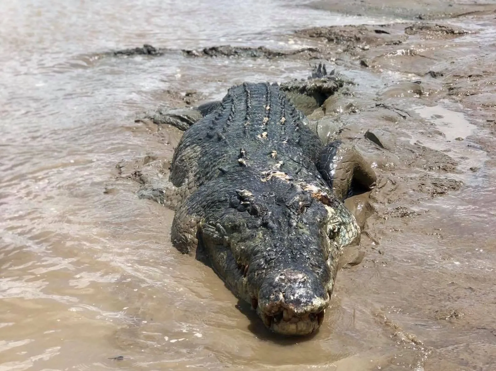 Meet the Giants, The Largest Crocodiles Ever Spotted in Darwin