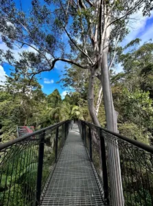 Rainforest Skywalk & Glow Worm Caves Day Tour