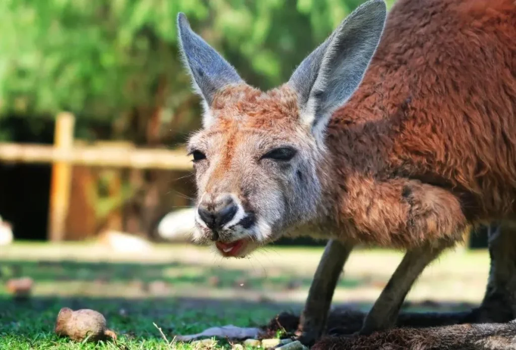 Red Kangaroo