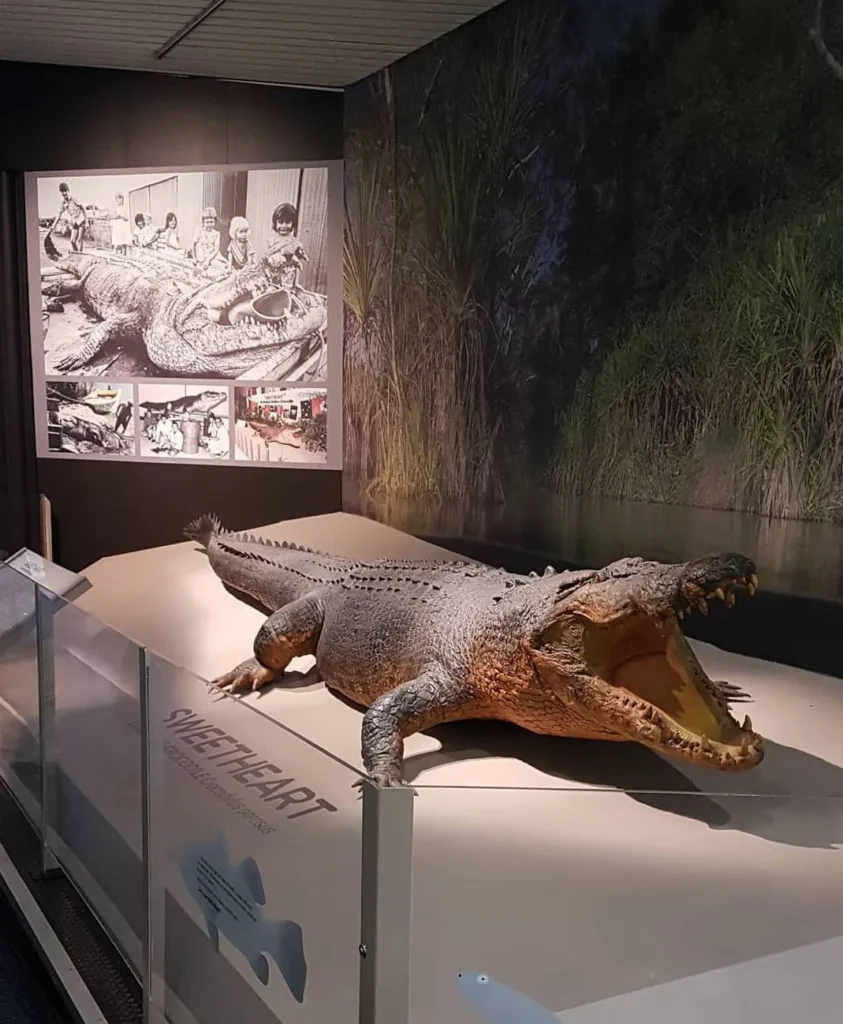 Sand City Egypt | Meet the Giants: The Largest Crocodiles Ever Spotted in Darwin Sweetheart, crocodile