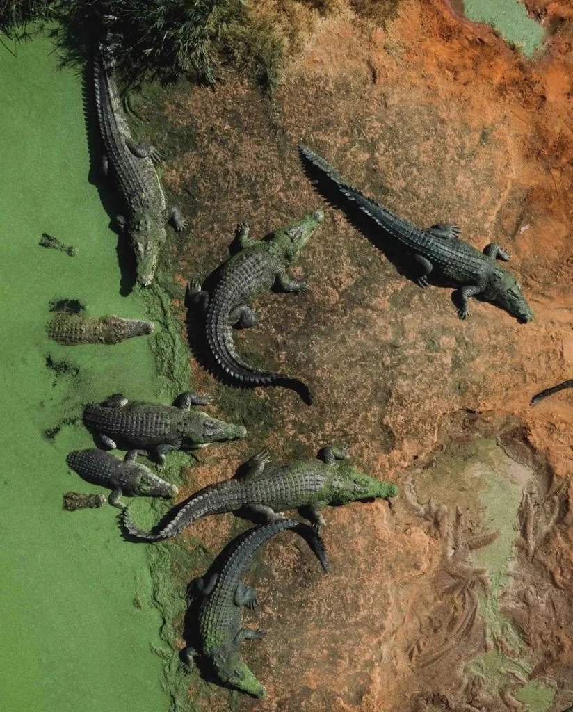 Sand City Egypt | Meet the Giants: The Largest Crocodiles Ever Spotted in Darwin The Science Behind Saltwater Crocodiles’ Size and Strength