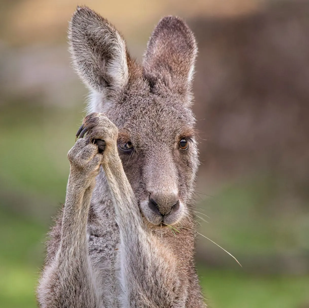 Where to See Kangaroos on the Great Ocean Road