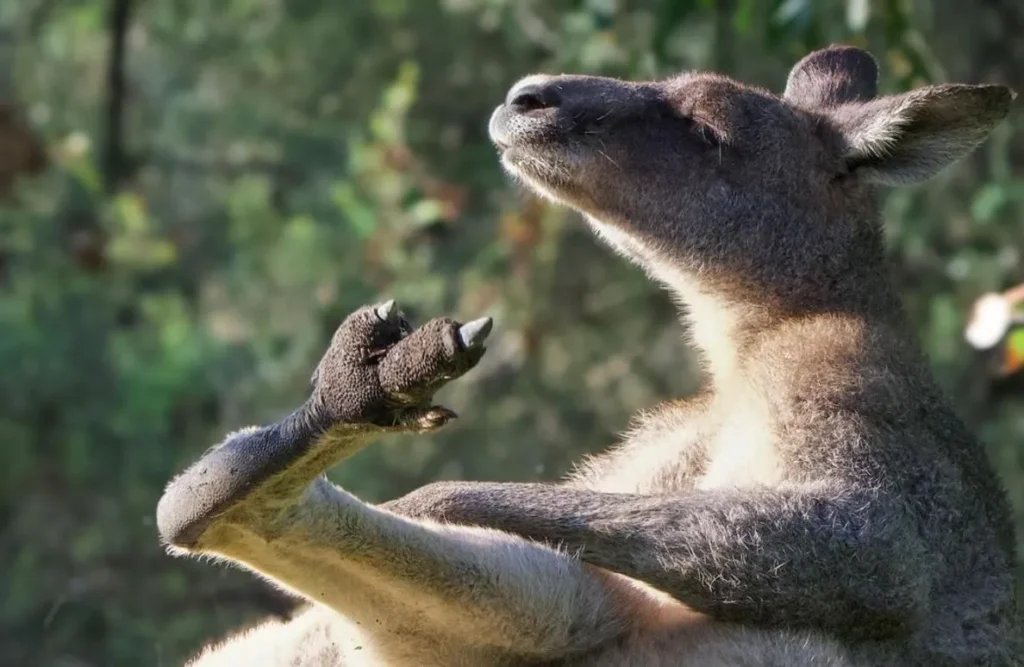 eastern grey kangaroos